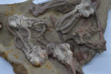 CRINOID FOSSIL PLATE, 12 Crinoids, Jimbacrinus Bostocki, Western Australia, CR25