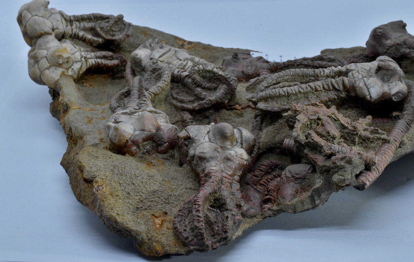CRINOID FOSSIL PLATE, 12 Crinoids, Jimbacrinus Bostocki, Western Australia, CR25