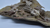 CRINOID FOSSIL PLATE, 12 Crinoids, Jimbacrinus Bostocki, Western Australia, CR25