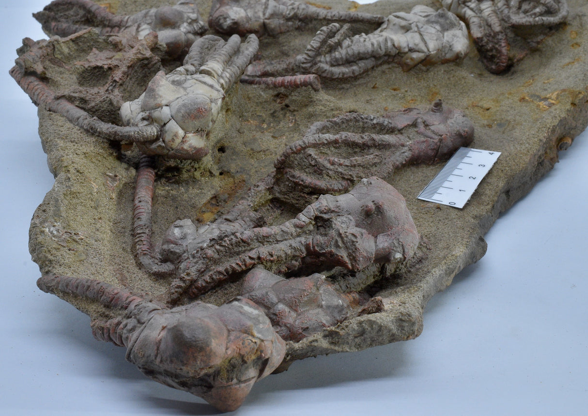 CRINOID FOSSIL PLATE, 12 Crinoids, Jimbacrinus Bostocki, Western Australia, CR25