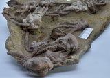 CRINOID FOSSIL PLATE, 12 Crinoids, Jimbacrinus Bostocki, Western Australia, CR25