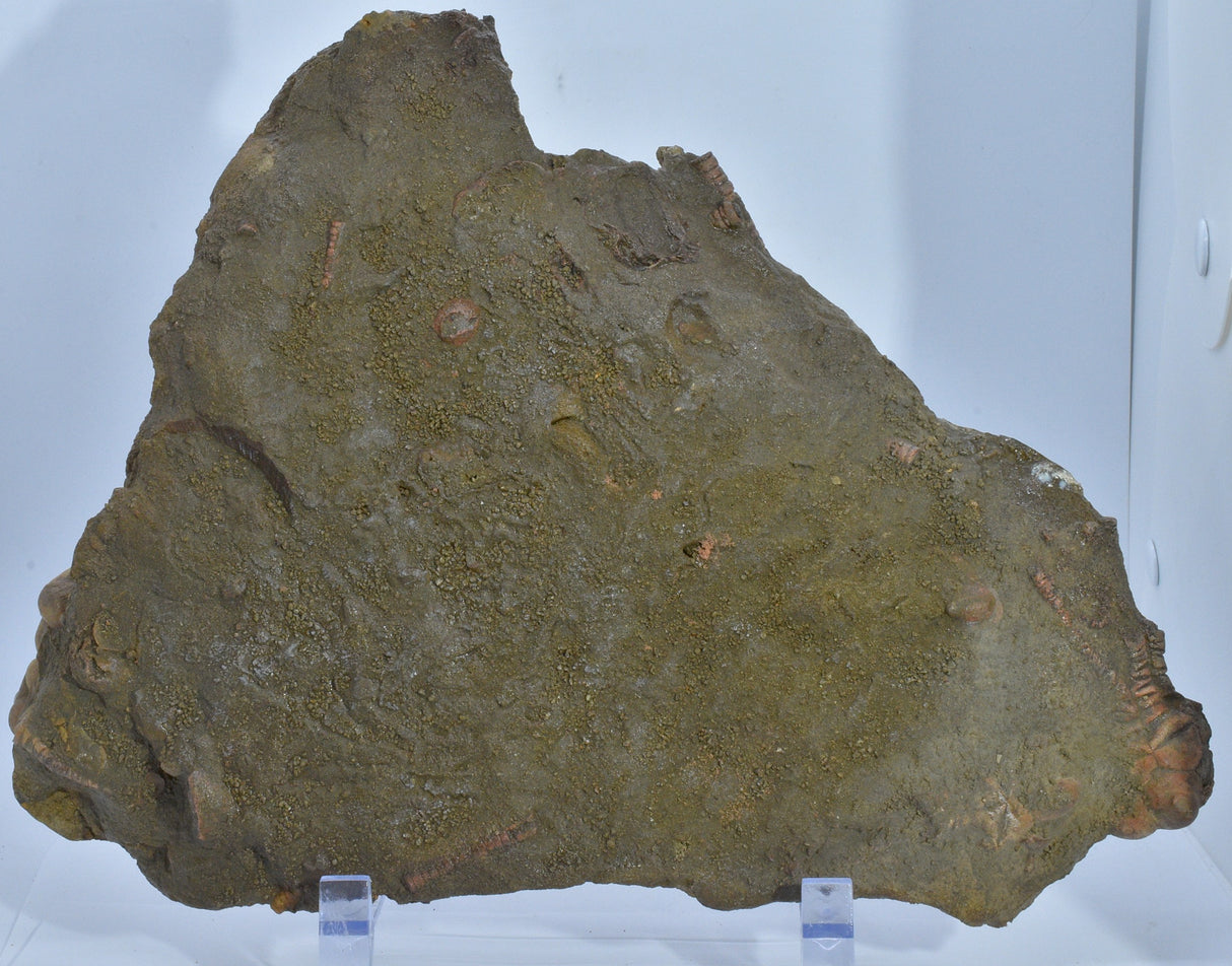 CRINOID FOSSIL PLATE, 12 Crinoids, Jimbacrinus Bostocki, Western Australia, CR25