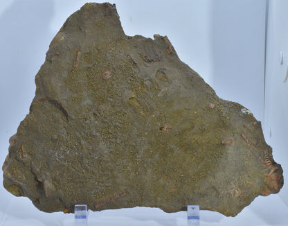 CRINOID FOSSIL PLATE, 12 Crinoids, Jimbacrinus Bostocki, Western Australia, CR25