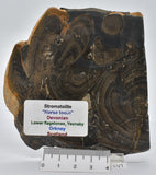 Devonian "Horse Tooth" STROMATOLITE, Lower Flagstones Fmt, Scotland S47