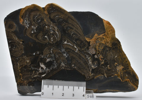 Devonian "Horse Tooth" STROMATOLITE, Lower Flagstones Fmt, Scotland S48