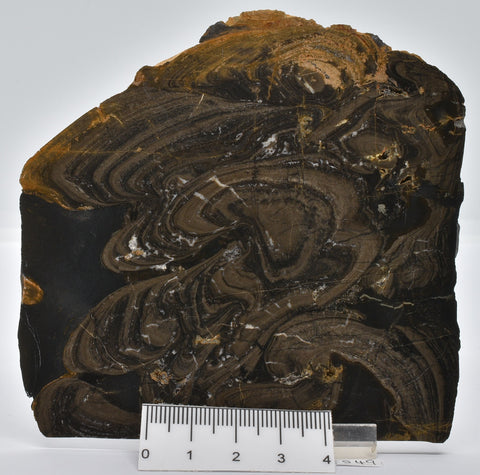 Devonian "Horse Tooth" STROMATOLITE, Lower Flagstones Fmt, Scotland S49