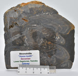 Devonian "Horse Tooth" STROMATOLITE, Lower Flagstones Fmt, Scotland S49
