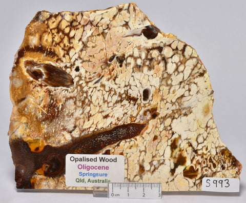OPALISED WOOD SLICE, Polished Oligocene, Springsure Qld, Australia S993