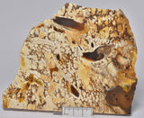 OPALISED WOOD SLICE, Polished Oligocene, Springsure Qld, Australia S993