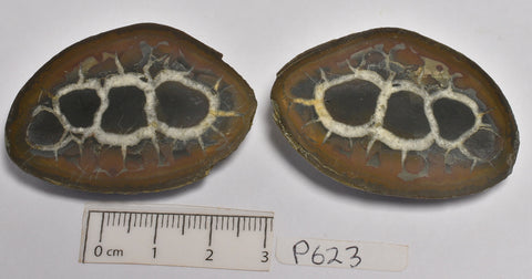 SEPTARIAN NODULE HALVED PAIR (P623)