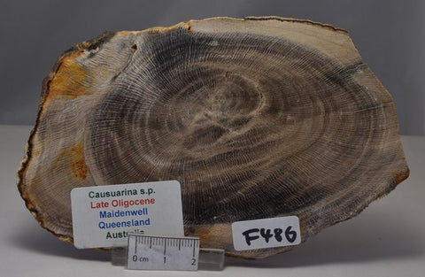 CASUARINA PETRIFIED FOSSIL WOOD, late Oligocene, Queensland Australia (F486)