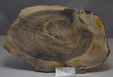 CASUARINA PETRIFIED FOSSIL WOOD, late Oligocene, Queensland Australia (F486)