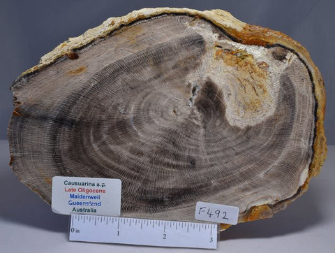 CASUARINA PETRIFIED FOSSIL WOOD, late Oligocene, Queensland Australia (F492)