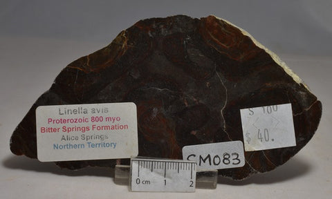 STROMATOLITE, MICROBIALITE Linella avis PROTEROZOIC, FOSSIL (SM083)