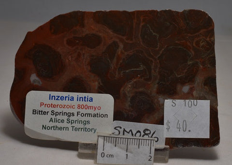 STROMATOLITE, Inzeria intia PROTEROZOIC, FOSSIL SLICE, Australia. (SM086)