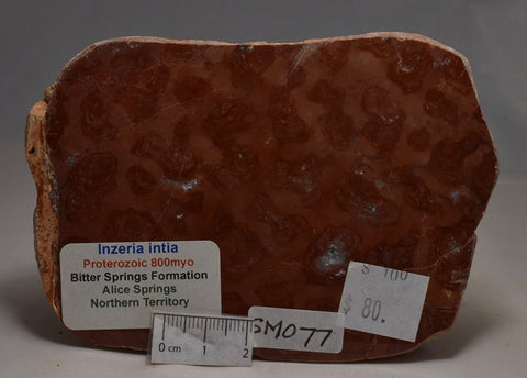 STROMATOLITE, MICROBIALITE, Inzeria Intia, PROTEROZOIC, Slab  (SM077)