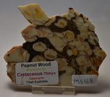 Peanut Wood Fossil Slice, Western Australia MS168