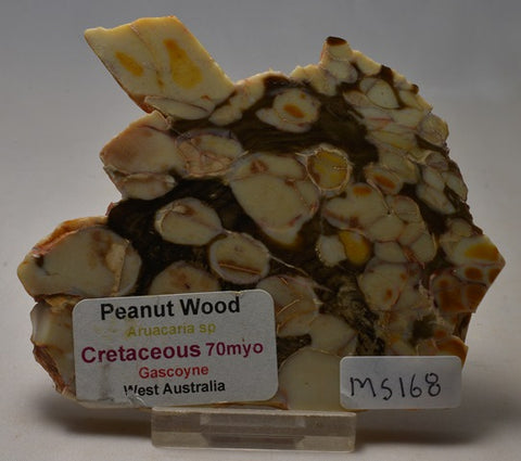 Peanut Wood Fossil Slice, Western Australia MS168