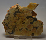 Peanut Wood Fossil Slice, Western Australia MS168