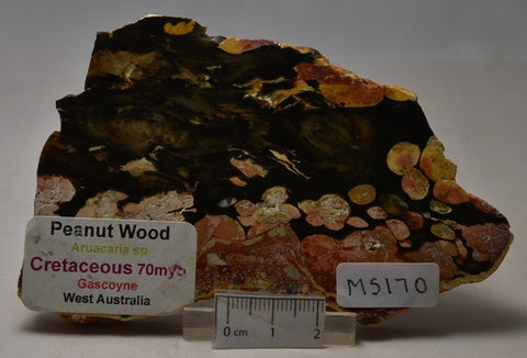Peanut Wood Fossil Slice, Western Australia MS170