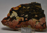 Peanut Wood Fossil Slice, Western Australia MS170