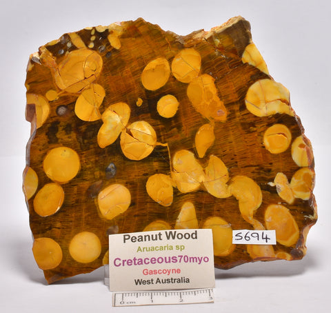 Peanut Wood Fossil Slice, Australia. S694