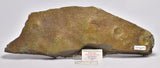 FOSSIL BELTANELLIFORMIS BRUNSAE FM009