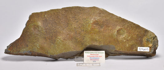 FOSSIL BELTANELLIFORMIS BRUNSAE FM009