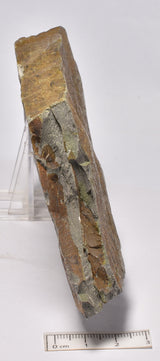 FOSSIL BELTANELLIFORMIS BRUNSAE FM009