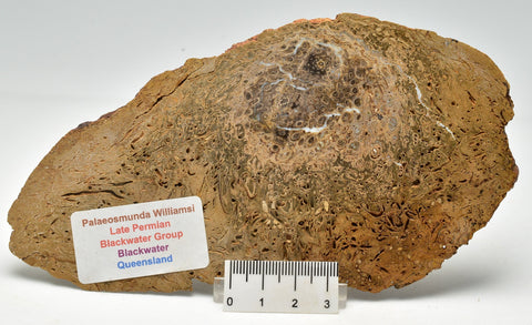 PALAEOSMUNDA WILLIAMSII Gould Plant Fossil Slice, QLD Australia S113