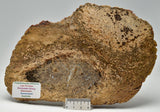 PALAEOSMUNDA WILLIAMSII Gould Plant Fossil Slice, QLD Australia S114
