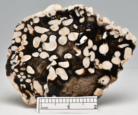 FOSSIL PEANUT WOOD SLICE, Western Australia S117
