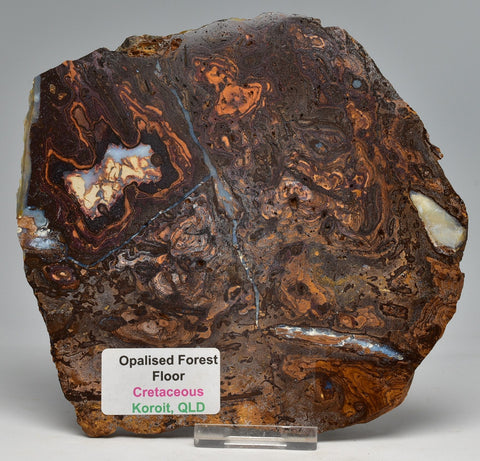 OPALISED FOREST FLOOR Polished, Koroit, Queensland, Australia S205