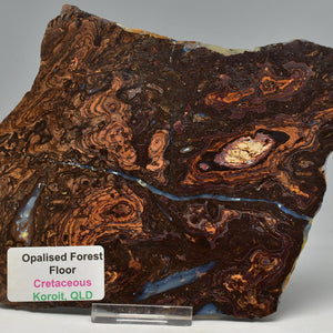 Fossil Opalised Forest Floor