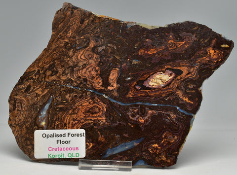 OPALISED FOREST FLOOR Polished, Koroit, Queensland, Australia S208