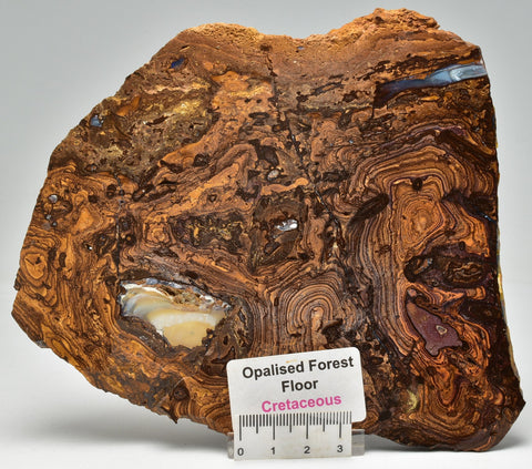 OPALISED FOREST FLOOR Polished, Koroit, Queensland, Australia S60