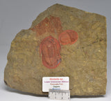 TRILOBITE FOSSIL, Niobella SP. Zagora Morocco F602