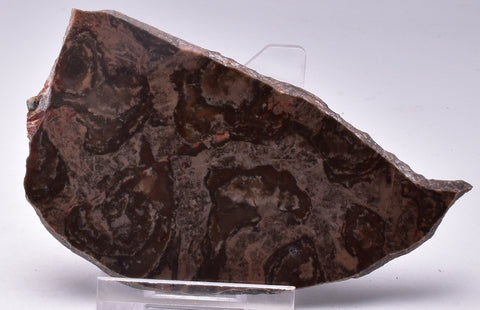 STROMATOLITE, Inzeria intia, PROTEROZOIC, FOSSIL S434