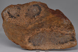 PALAEOSMUNDA WILLIAMSII Gould Plant Fossil Slice, QLD Australia S936