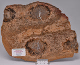 PALAEOSMUNDA WILLIAMSII Gould Plant Fossil Slice, QLD Australia S939