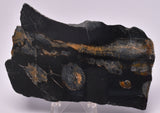 MICROBIALITE  STROMATOLITE, Isua banded iron, 3.77 B.Y.A. Greenland S902