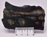 MICROBIALITE  STROMATOLITE, Isua banded iron, 3.77 B.Y.A. Greenland S902