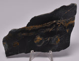 MICROBIALITE  STROMATOLITE, Isua banded iron, 3.77 B.Y.A. Greenland S903