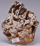 OPALITE WOOD, Polished Oligocene, Springsure Qld, Australia S1013