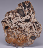 OPALITE WOOD, Polished Oligocene, Springsure Qld, Australia S1013