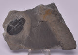 TRILOBITE FOSSIL, Elrathia Kingi, Middle Cambrian , Millard County Utah, F609