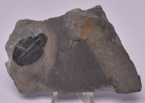 TRILOBITE FOSSIL, Elrathia Kingi, Middle Cambrian , Millard County Utah, F609