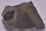 TRILOBITE FOSSIL, Elrathia Kingi, Middle Cambrian , Millard County Utah, F609
