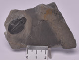 TRILOBITE FOSSIL, Elrathia Kingi, Middle Cambrian , Millard County Utah, F609