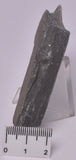 TRILOBITE FOSSIL, Elrathia Kingi, Middle Cambrian , Millard County Utah, F609